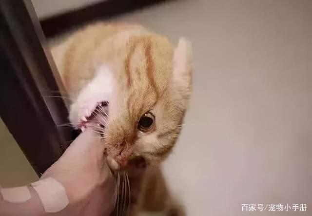 猫咪想要咬你怎么办？这5个方法让你脱离危险