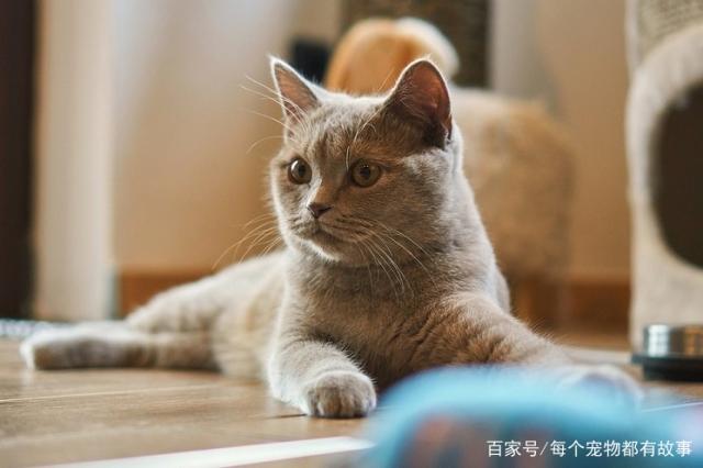 猫咪总喜欢盯着铲屎官铲屎，其原因你了解过吗