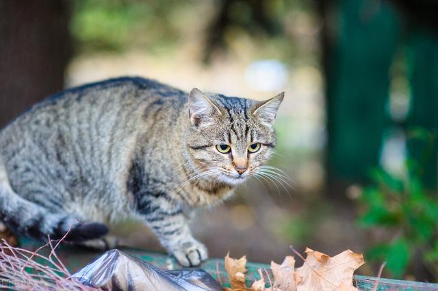 猫咪极度害怕的表现(猫咪极度害怕的四大表现)