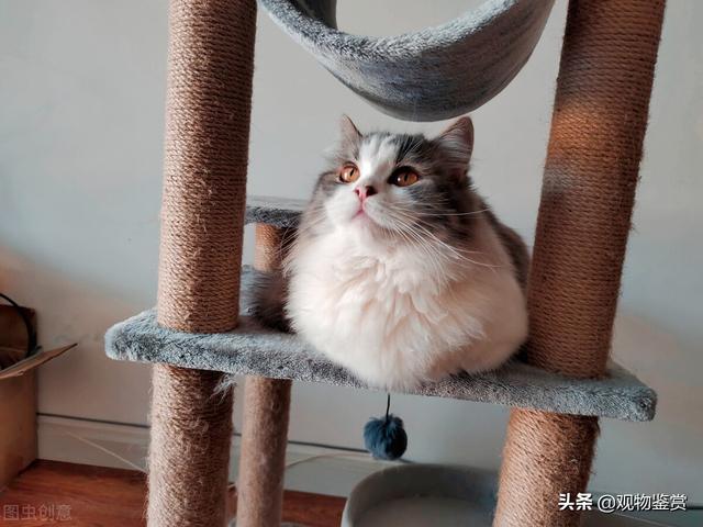 拿破仑猫属于什么品种(拿破仑猫图片)