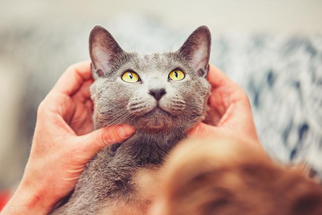 折耳蓝猫好养吗(养折耳蓝猫注意事项)