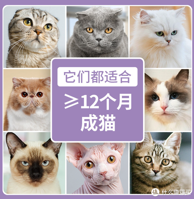 海洋之星猫粮怎么样(海洋之星猫粮是哪国的)