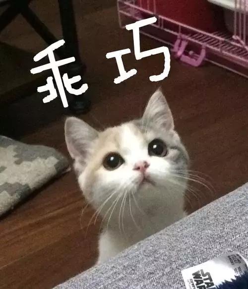 猫不吃呕吐拉稀三天 猫瘟吐和正常吐的区别