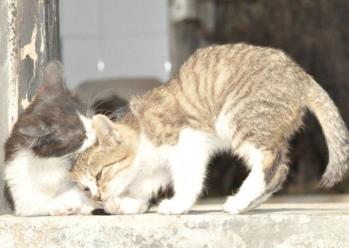 宠物猫咪价格差距分析