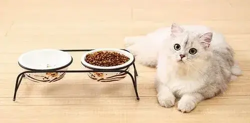 猫食欲不振的原因(猫食欲不振精神萎靡的原因)