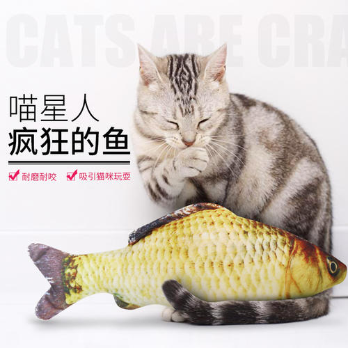 苏格兰折耳猫 婚后试爱耳东兔子