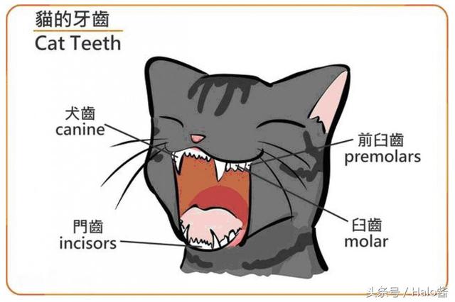 猫多大换牙(猫多大换牙结束)