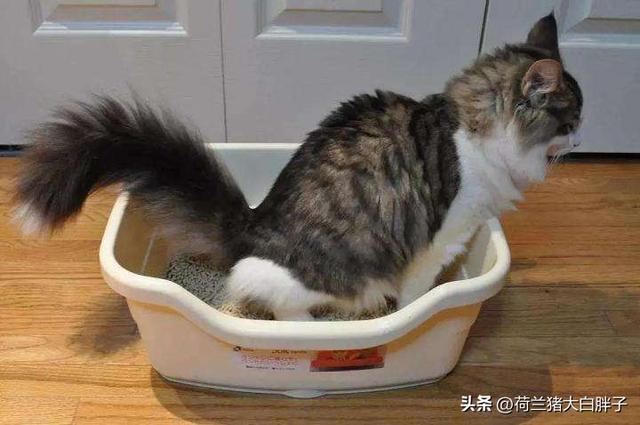 猫咪乱拉屎怎么办(猫咪乱拉屎的原因)