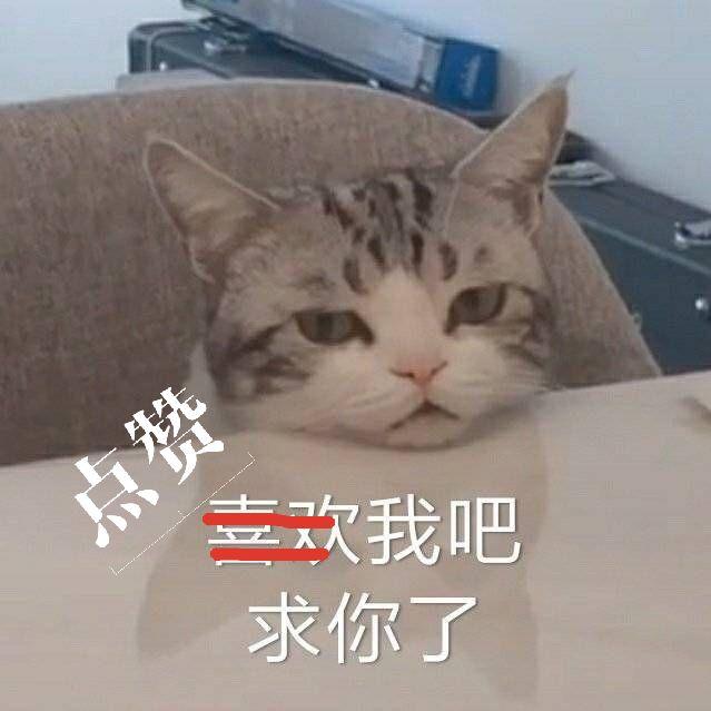 猫多大可以洗澡(宠物猫多大可以洗澡)