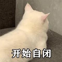 猫咪应激反应症状(猫咪应激反应症状怎么缓解)