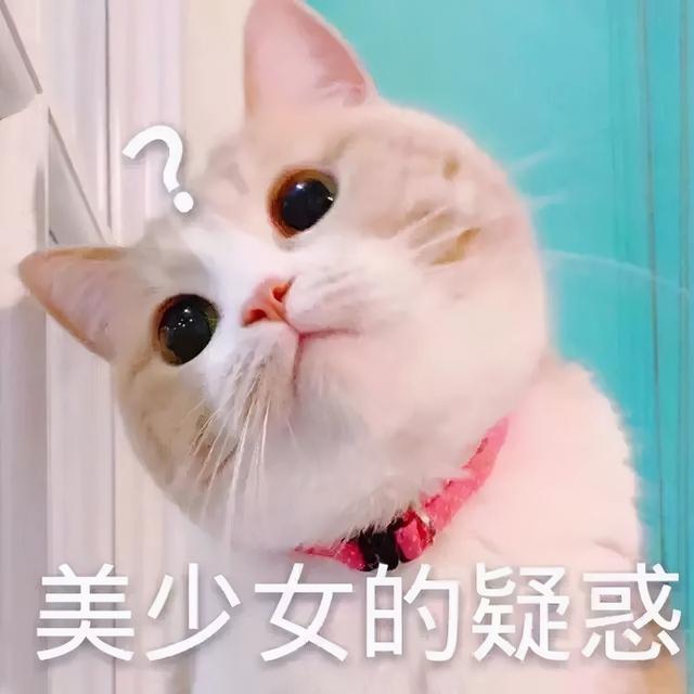 猫根本不必打三联(猫有没有必要打三联)