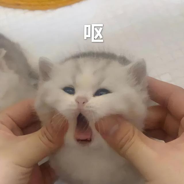 小猫表情包(小猫表情包沙雕)