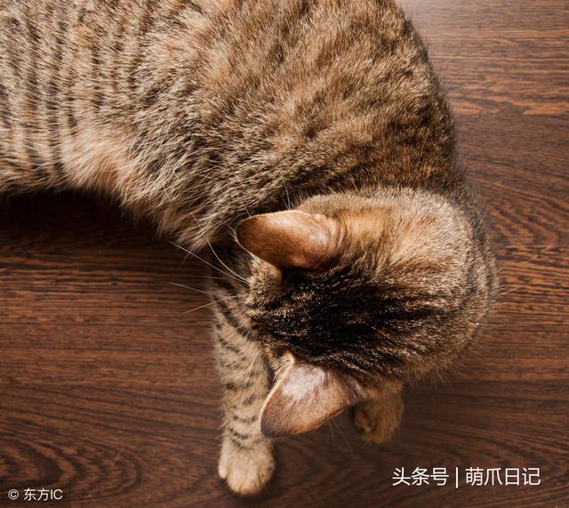 猫藓会传染给人吗(宠物猫藓会传染给人吗)