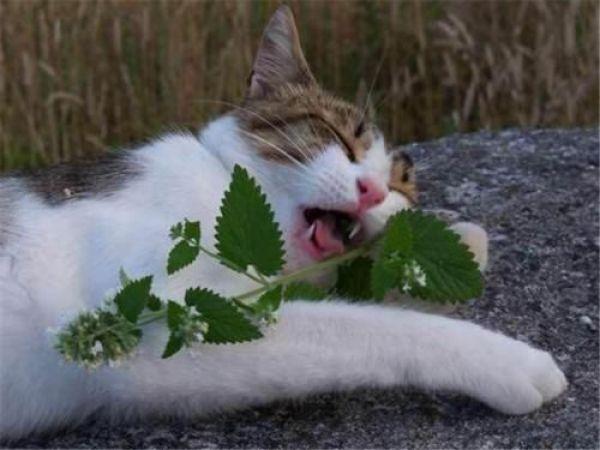 猫薄荷对猫有什么作用(猫薄荷对猫有啥作用)