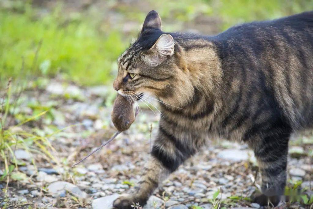 种国产猫咪，好养便宜又好看，一点都不比洋猫差"