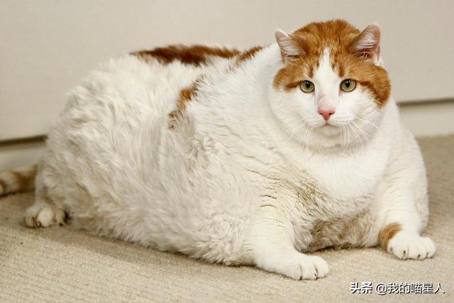 猫可以吃花生吗(宠物猫可以吃花生吗)