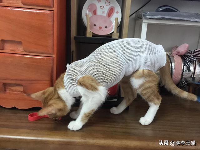 猫咪绝育手术后注意事项(猫咪绝育手术后注意事项有哪些)