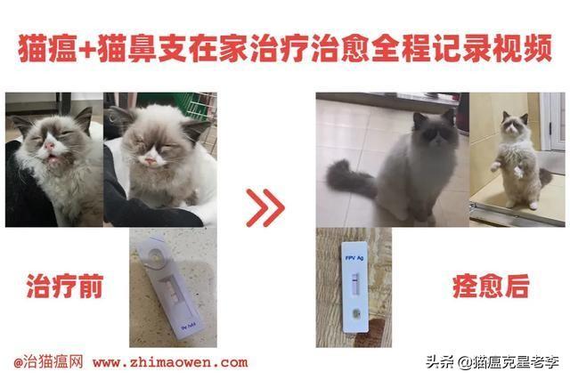 猫瘟症状有哪些(猫瘟症状对人有危害吗)