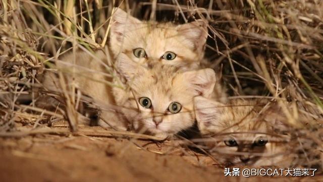 巴基斯坦沙猫灭绝了吗(巴基斯坦沙猫灭绝原因)