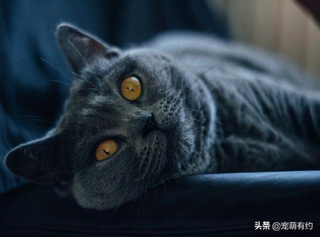 卡尔特猫和蓝猫区别(卡特尔猫和蓝猫怎么区别)