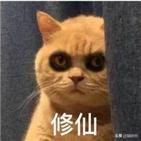 猫在晚上嚎叫为什么(猫在晚上嚎叫为什么怎么办)