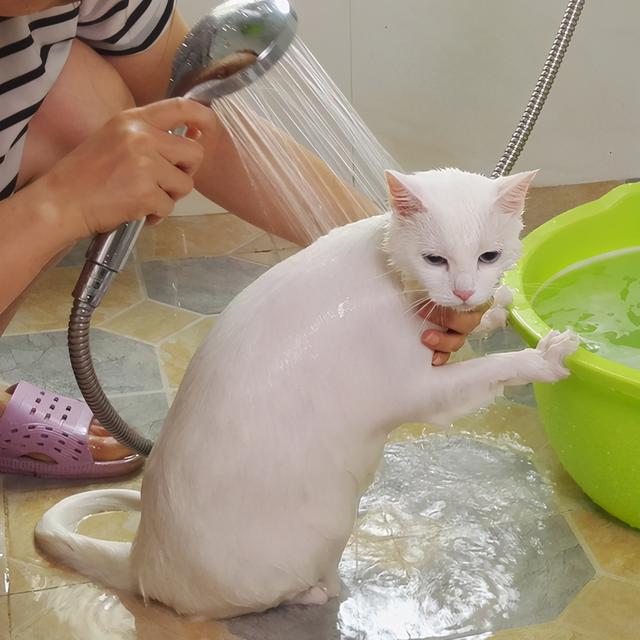 猫咪多久洗一次澡比较好(宠物猫咪多久洗一次澡比较好)