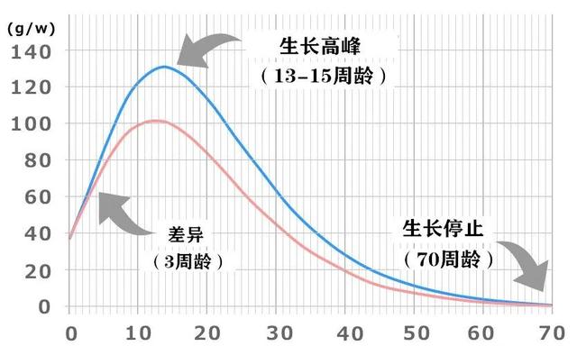 繁育干货：新生小猫各个阶段的饲养和生长变化