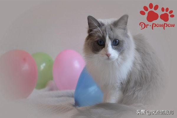 超萌可爱的猫图片(超萌可爱的猫图片高清)