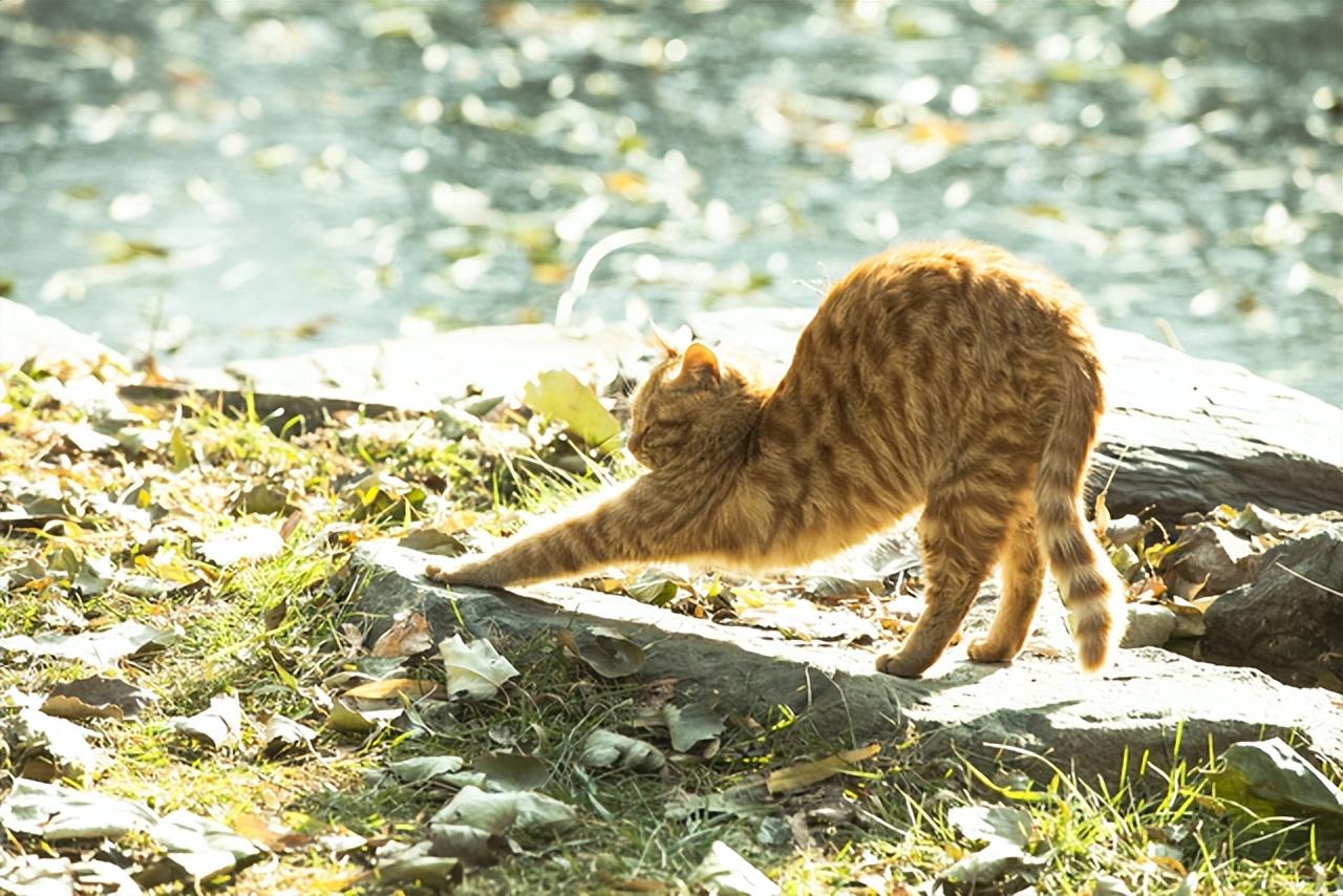 猫咪对着主人伸懒腰是什么意思？