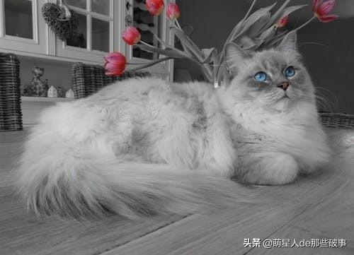 猫毛打结成块怎么处理(猫毛打结成块怎么回事)