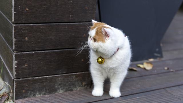 猫的品种大全及图片(猫的品种介绍及图片)