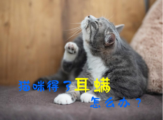 猫咪耳螨怎么治疗(小猫耳螨怎么治疗)