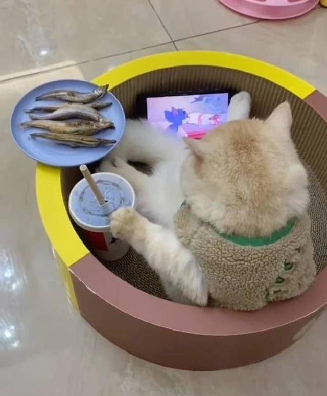 史上最可爱的猫咪图片(史上最可爱的猫咪图片大全)