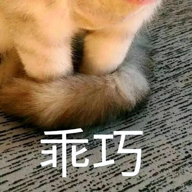 小猫表情包(小猫表情包沙雕)