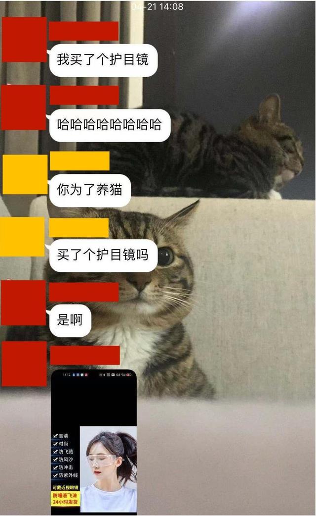 猫多大就不闹腾了(猫一般多大就不闹腾了)