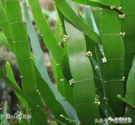 猫毛草的功效和作用(猫毛草图片)