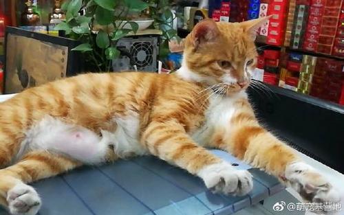 猫偶尔吃一次火腿肠可以吗 猫能吃的20种食物