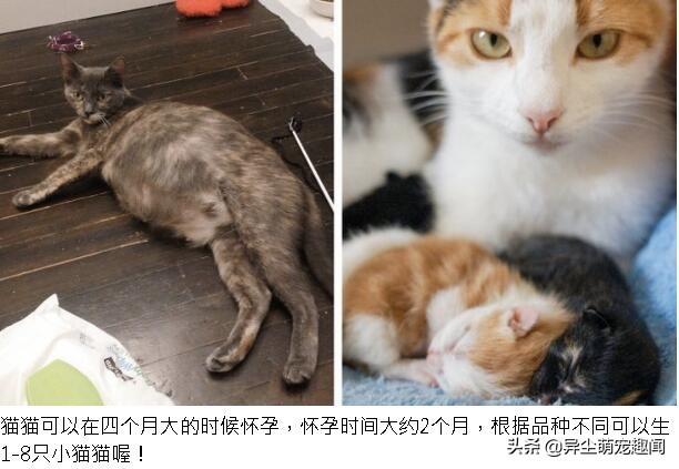 猫的怀孕周期(猫的怀孕周期是几个月)