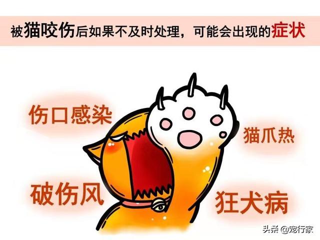 猫被咬伤了怎么处理伤口(猫被咬伤了怎么处理伤口用什么药)