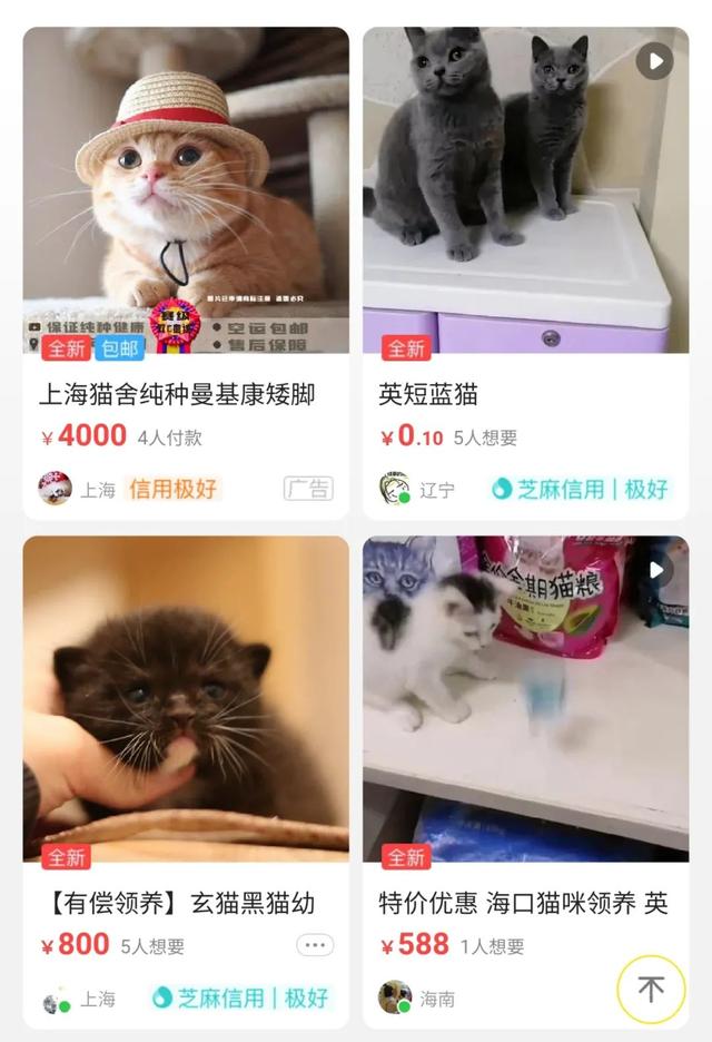 起司猫品相等级(起司猫好品相标准)