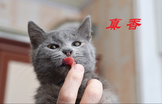 猫咪舔人是什么意思啊(猫咪舔人是表示什么)