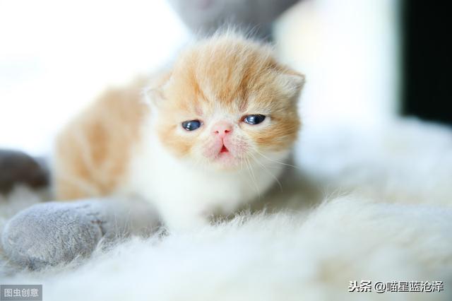 猫咪不拉屎怎么办(猫咪不拉屎怎么办但精神很好)