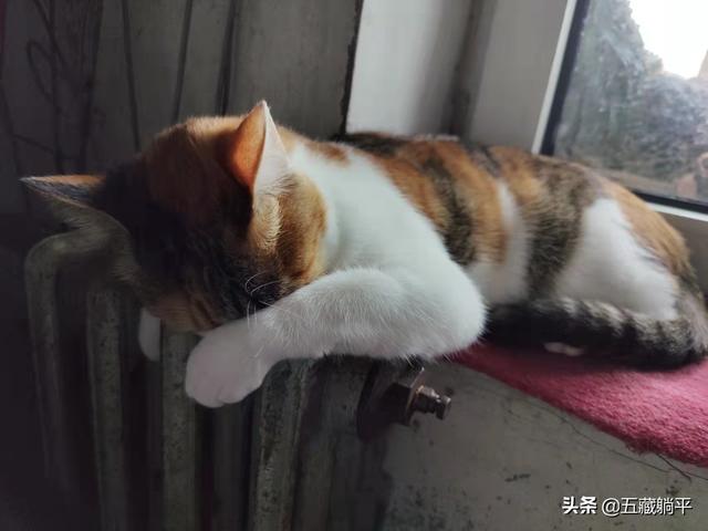 猫咪自闭症的表现(猫咪自闭症的表现有哪些)