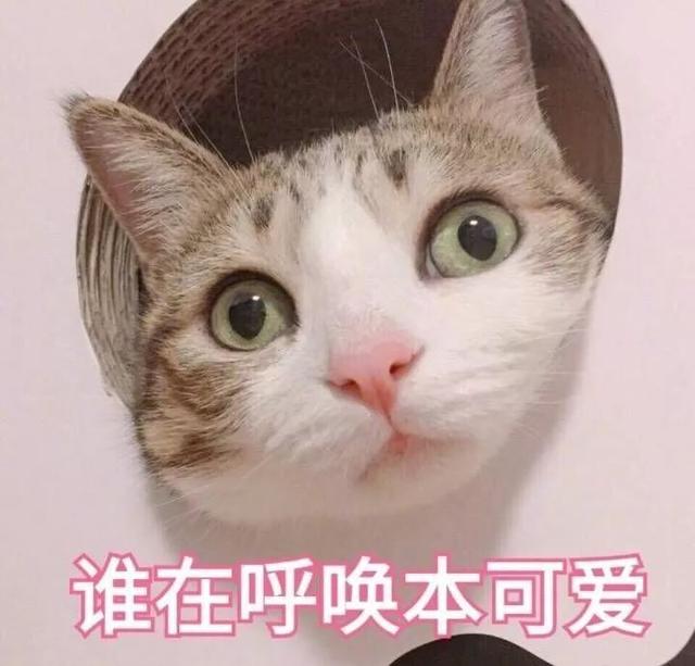 好听的猫咪名字100个(好听的猫咪名字100个男猫)