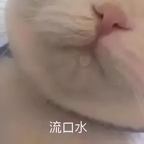 小猫表情包(小猫表情包沙雕)