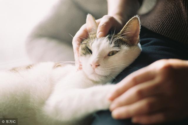 如何杜绝猫爬床上(防止猫爬床最有效的方法)