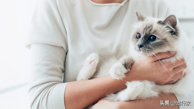 最不掉毛的猫排名(最不掉毛的猫排行榜)