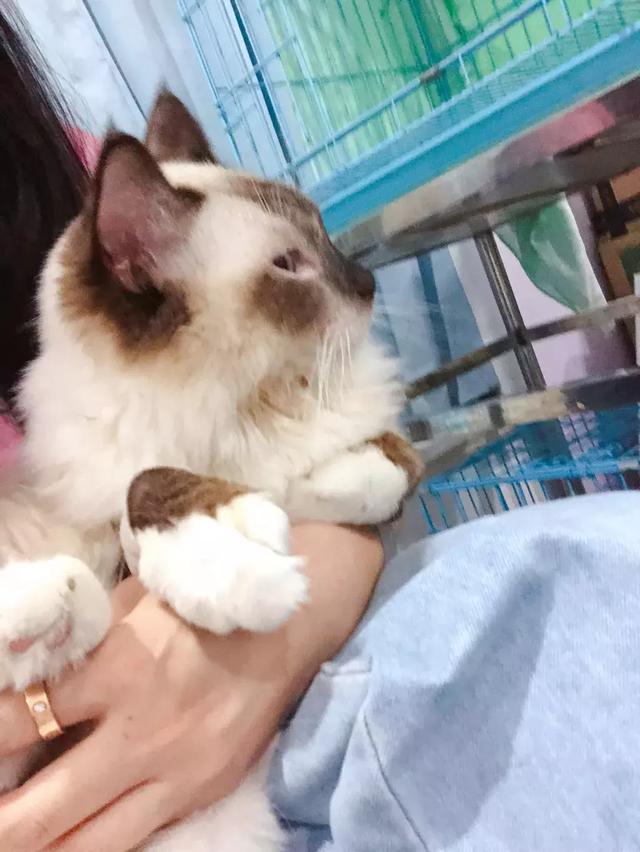 干性猫传腹(干性猫传腹能治好吗)