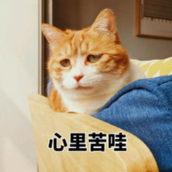 猫鼻支的家庭治疗方法(猫鼻支最有效治疗方法)