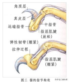 猫指甲开裂分叉是什么原因(猫指甲开裂分叉怎么办)